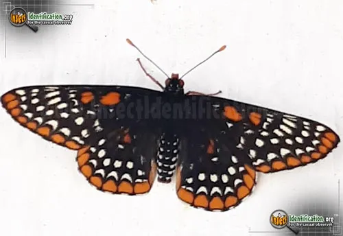 Baltimore Checkerspot - photo 8