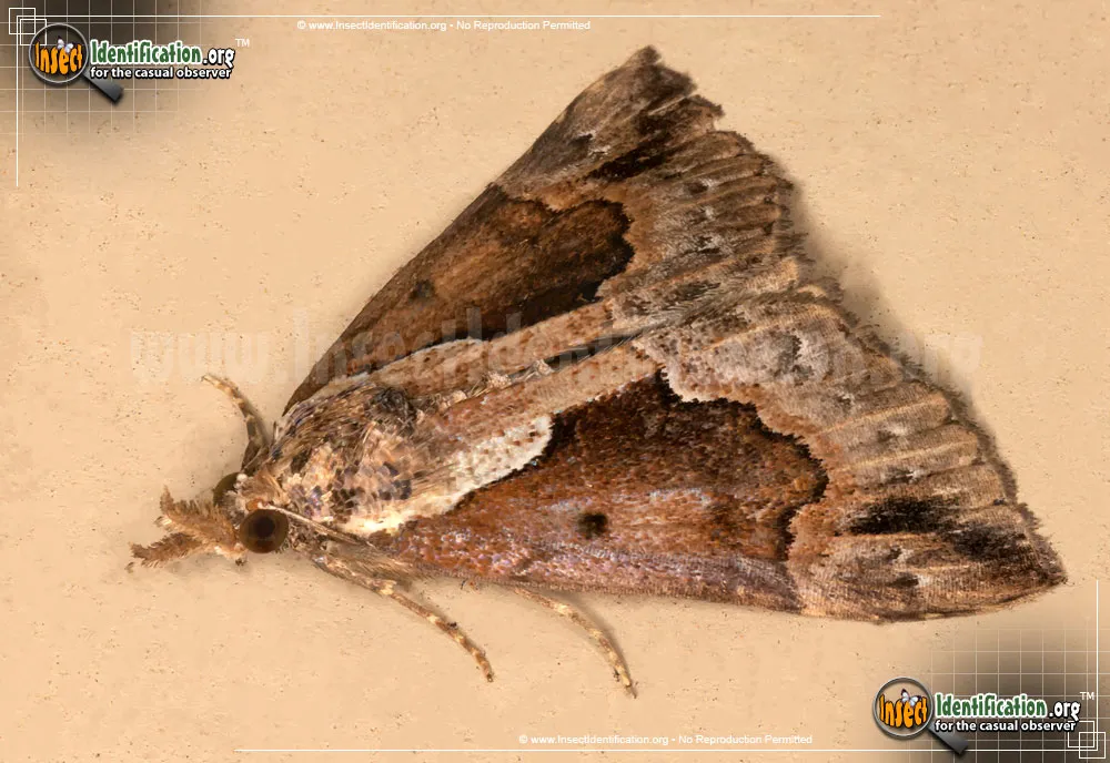 Baltimore Snout - photo 3