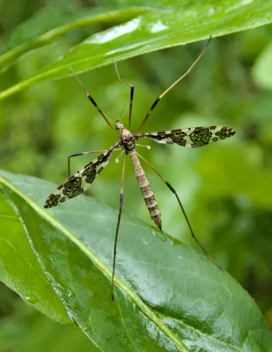 Band-winged Crane Fly