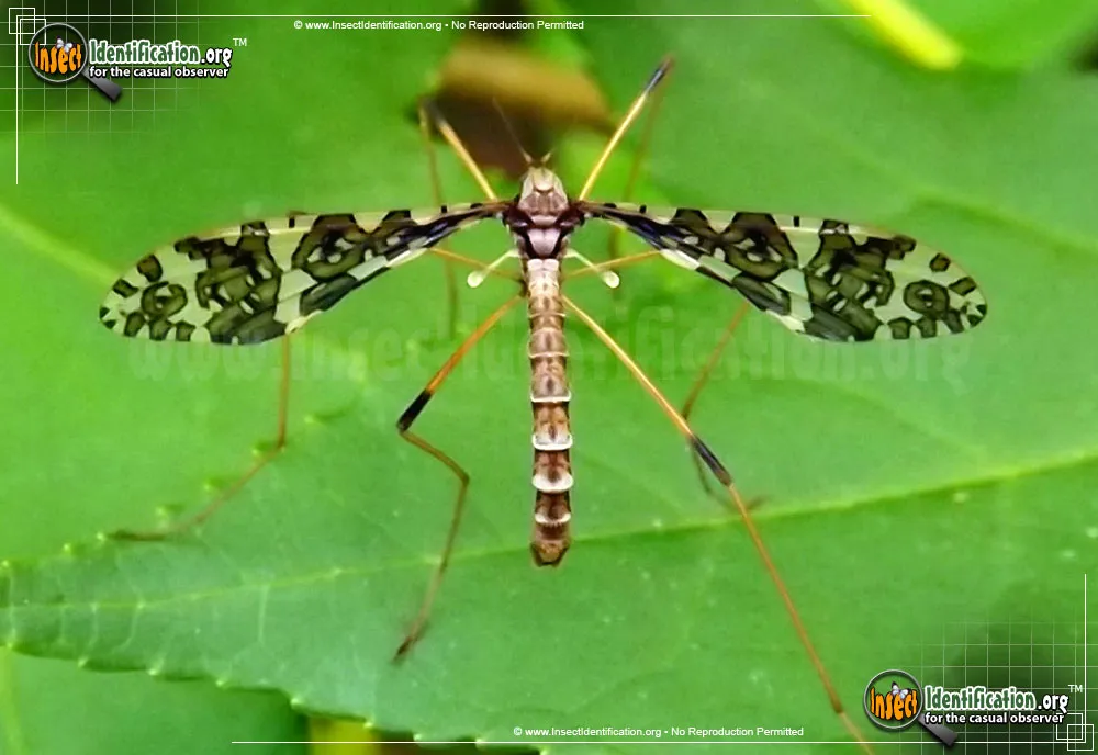 Band-winged Crane Fly - photo 3