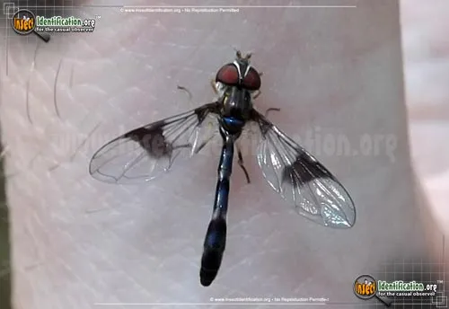 Band-winged Hoverfly - photo 2