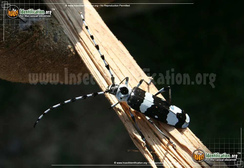 Banded Alder Borer Beetle - Rosalia funebris