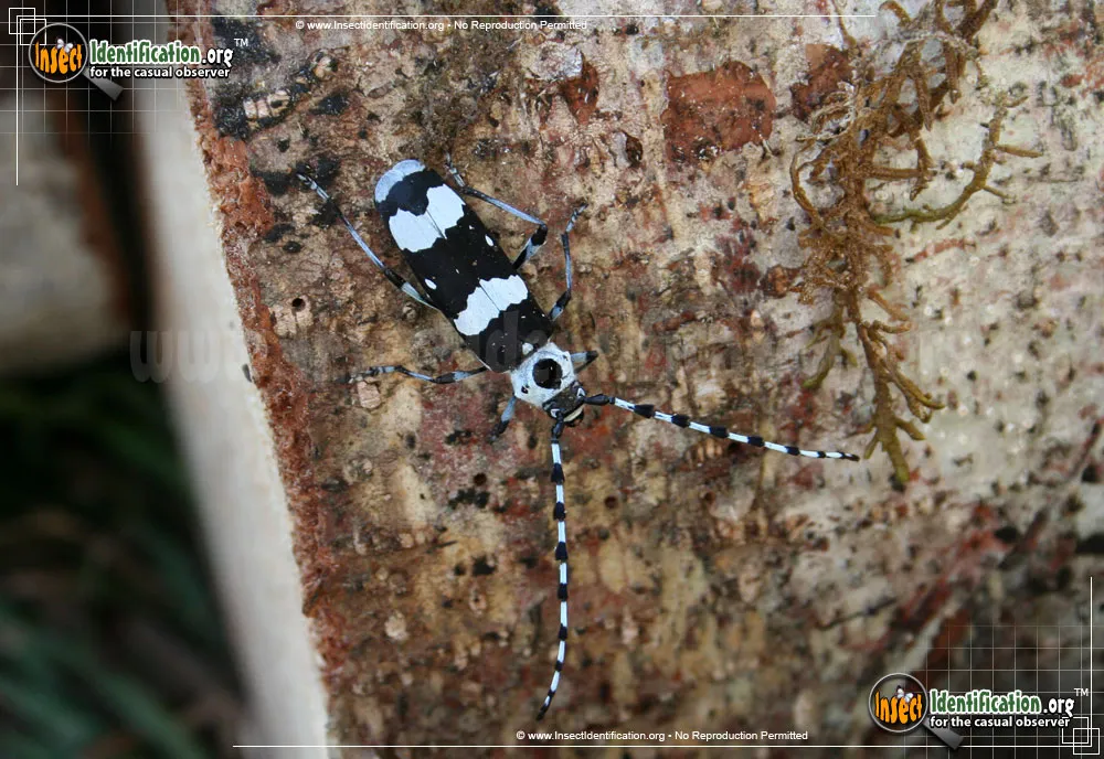 Banded Alder Borer Beetle - photo 5