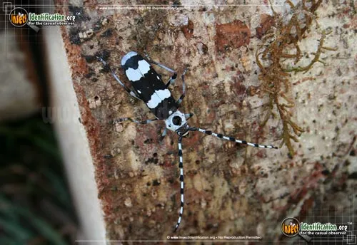 Banded Alder Borer Beetle - photo 6