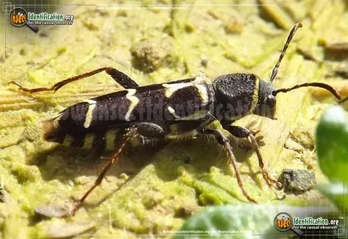 Banded Ash Borer Beetle - photo 2