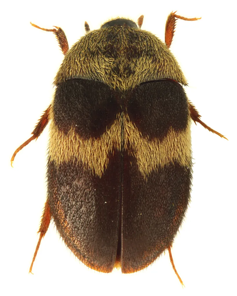 Banded Black Carpet Beetle - photo 2