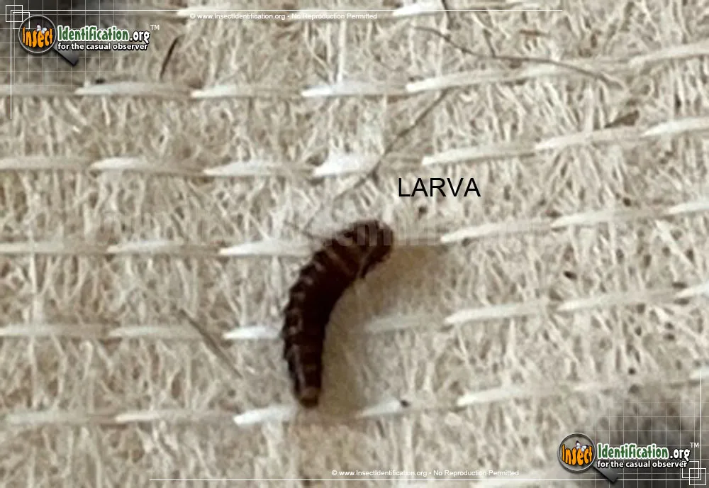 Banded Black Carpet Beetle - photo 3