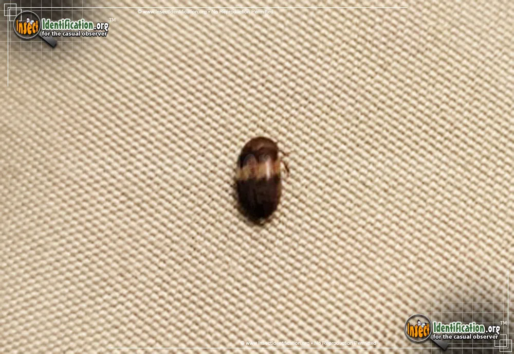 Banded Black Carpet Beetle - photo 4
