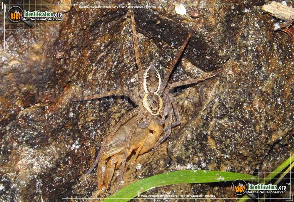 Banded Fishing Spider