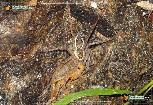 Banded Fishing Spider - photo 2
