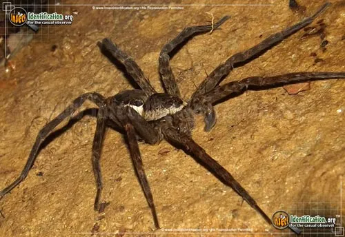 Banded Fishing Spider - photo 4