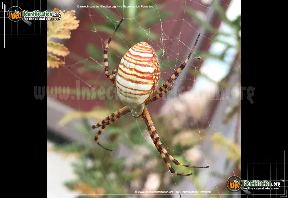 Banded Garden Spider