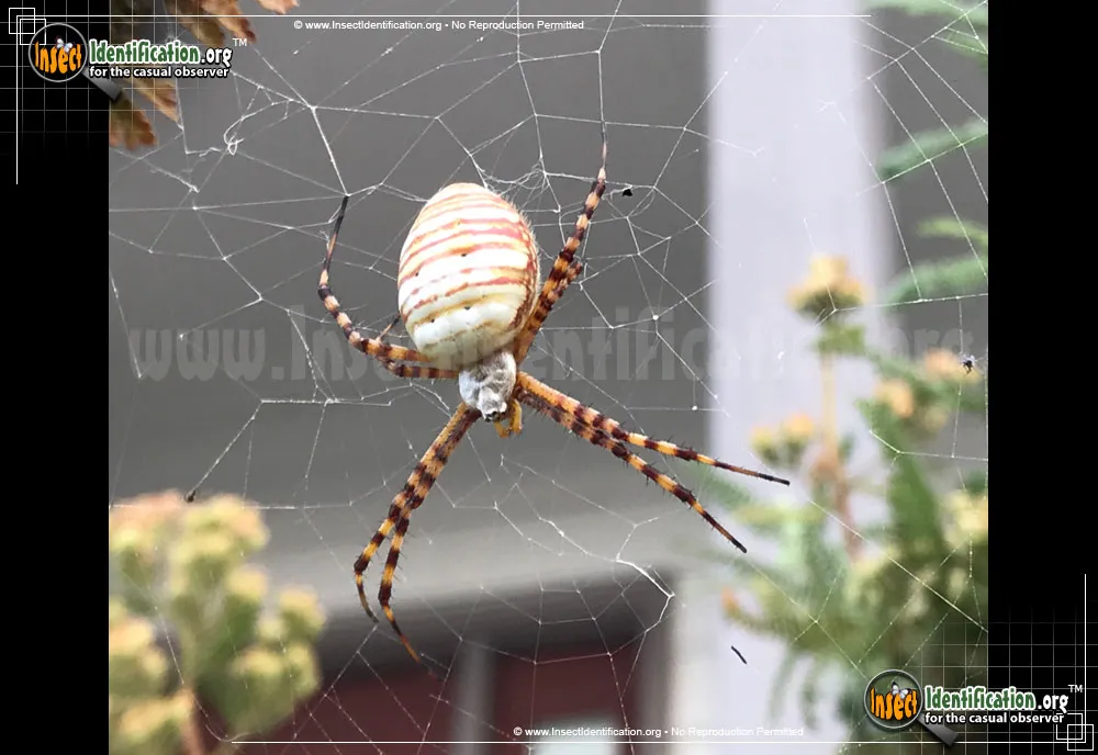 Banded Garden Spider - photo 3