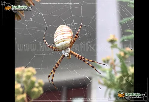 Banded Garden Spider - photo 4