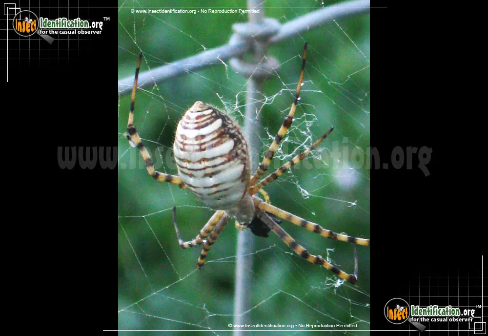Banded Garden Spider - photo 5