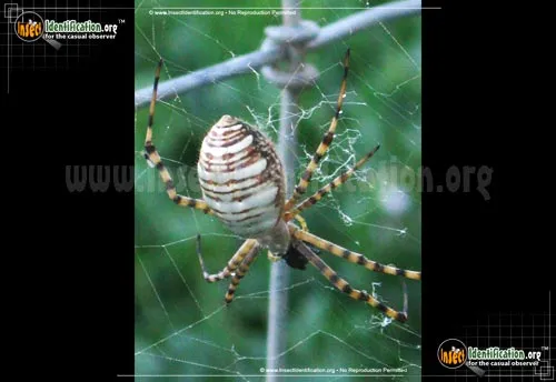 Banded Garden Spider - photo 6