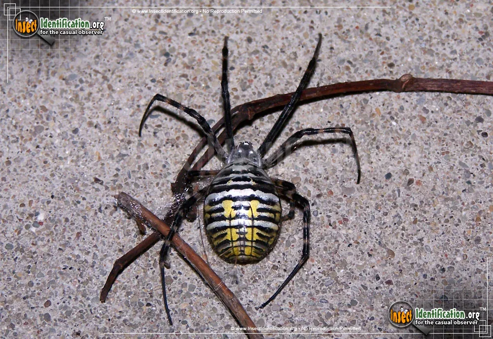 Banded Garden Spider - photo 7