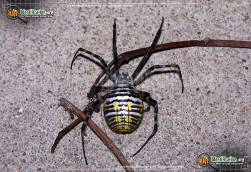 Banded Garden Spider - photo 8