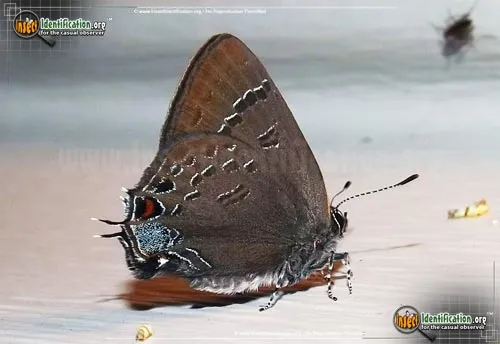 Banded Hairstreak - photo 2