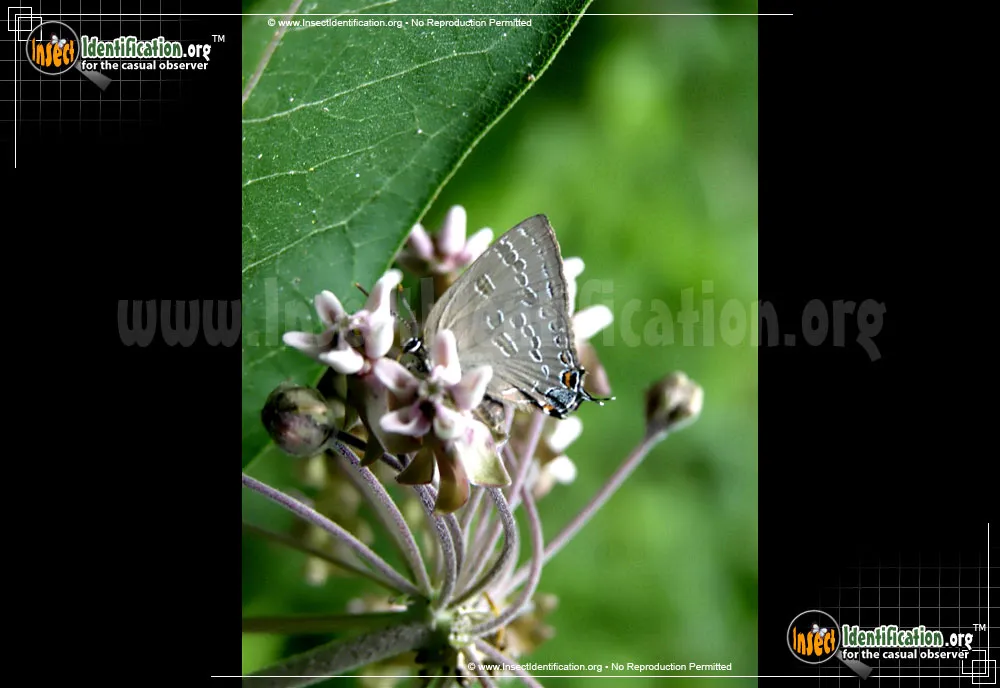 Banded Hairstreak - photo 3