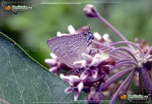 Banded Hairstreak - photo 6