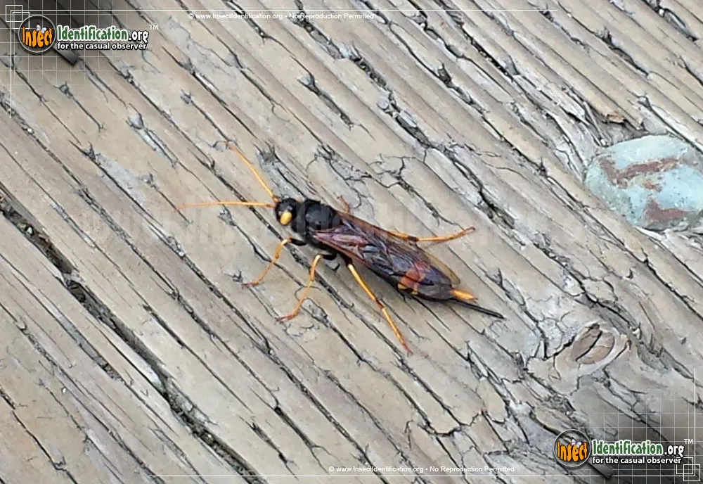 Banded Horntail