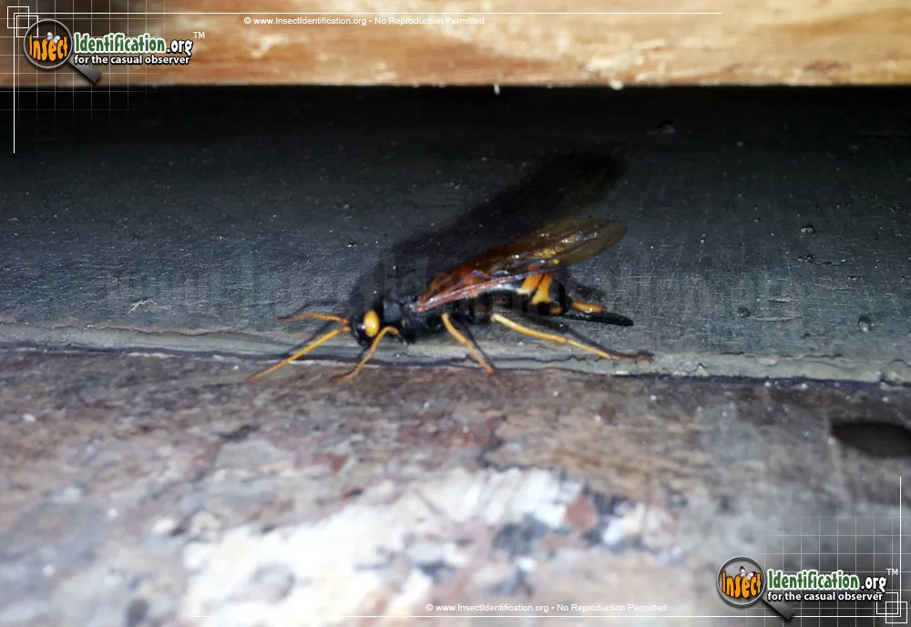 Banded Horntail - photo 3