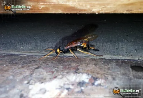 Banded Horntail - photo 4