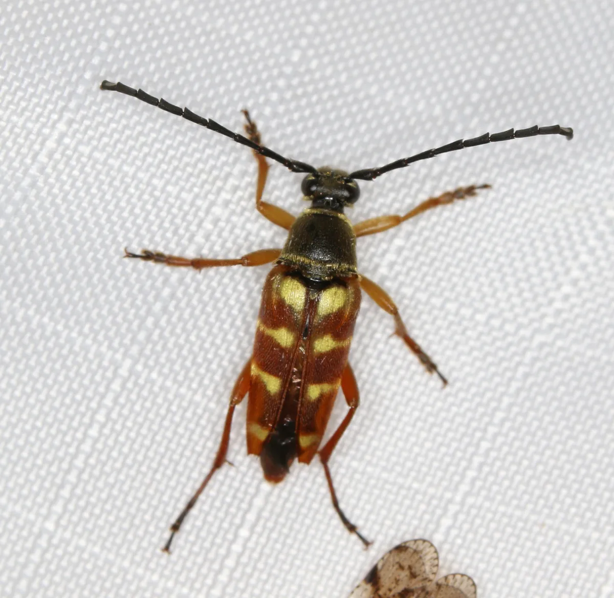 Banded Longhorn Beetle - photo 2