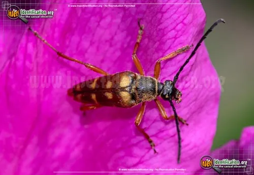 Banded Longhorn Beetle - photo 3