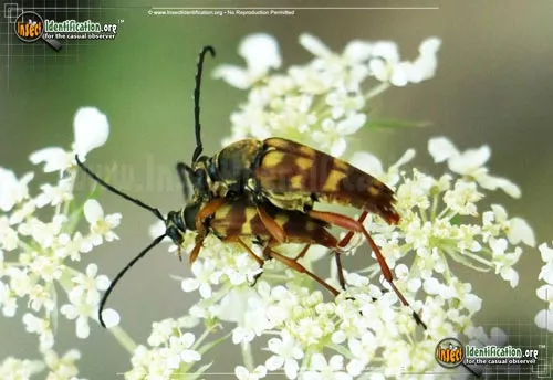 Banded Longhorn Beetle - photo 4
