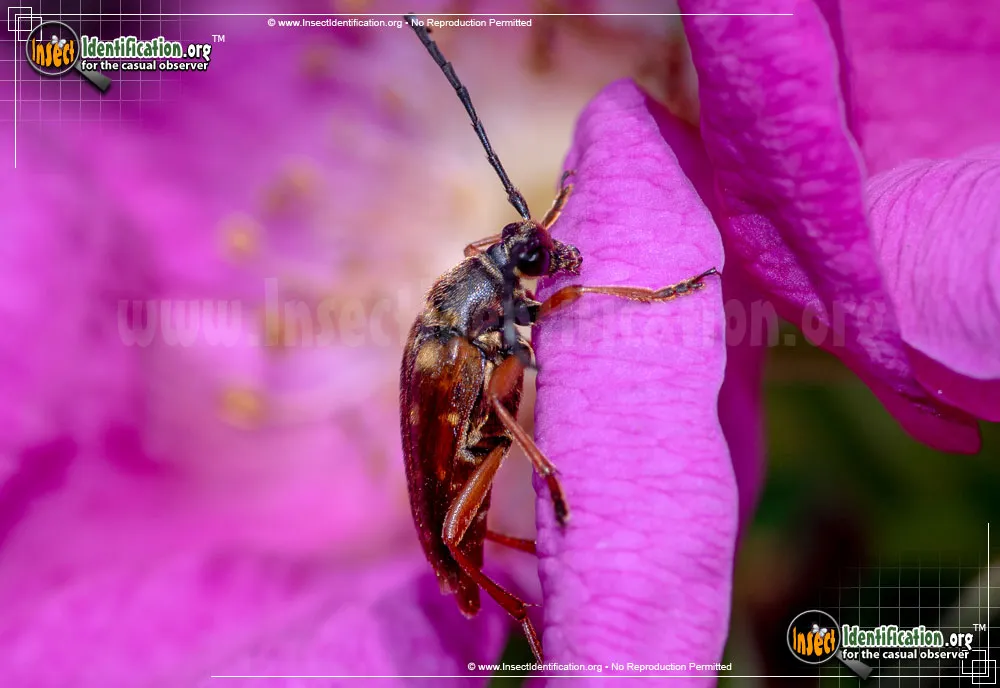 Banded Longhorn Beetle - photo 6