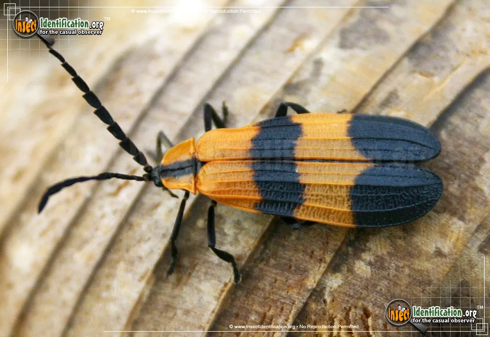 Banded Net-winged Beetle