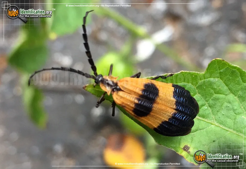 Banded Net-winged Beetle - photo 3