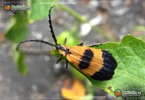 Banded Net-winged Beetle - photo 4