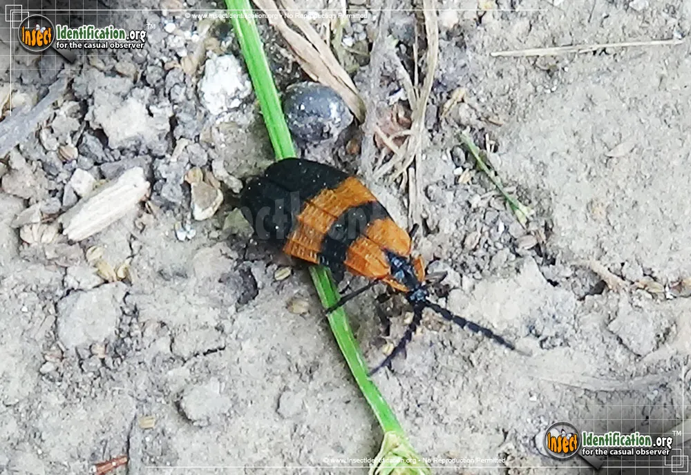 Banded Net-winged Beetle - photo 5