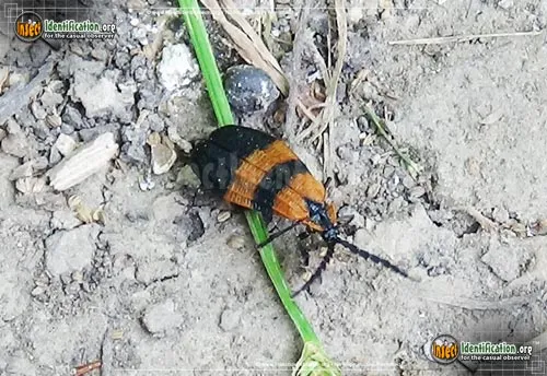 Banded Net-winged Beetle - photo 6