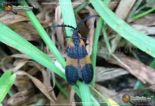Banded Net-winged Beetle - photo 7