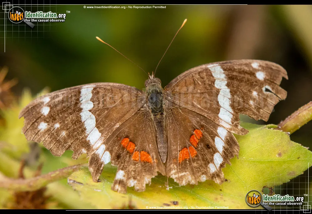 Banded Peacock / Princesa Roja - Anartia fatima