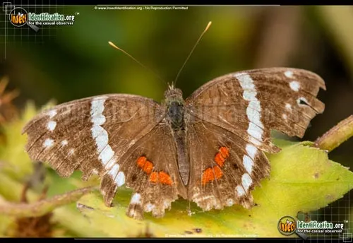 Banded Peacock / Princesa Roja - photo 2