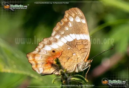 Banded Peacock / Princesa Roja - photo 4