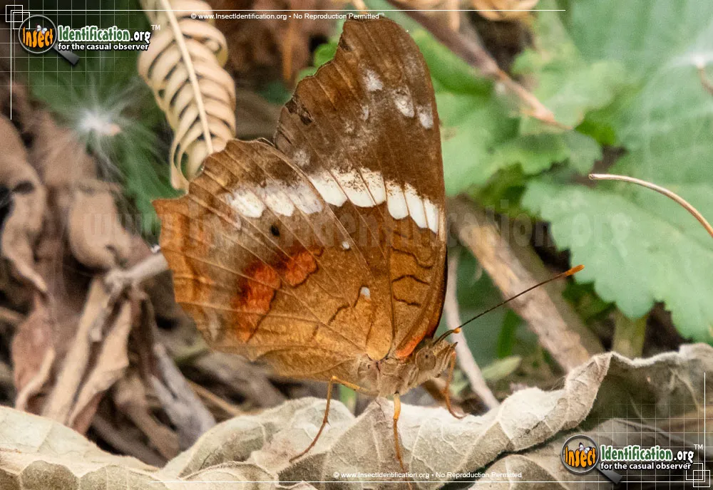 Banded Peacock / Princesa Roja - photo 5