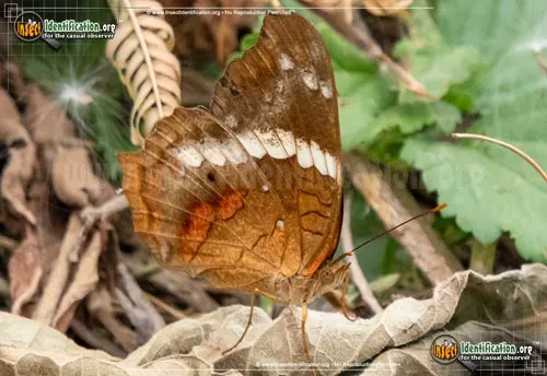 Banded Peacock / Princesa Roja - photo 6