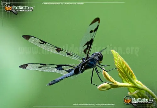Banded Pennant - photo 2