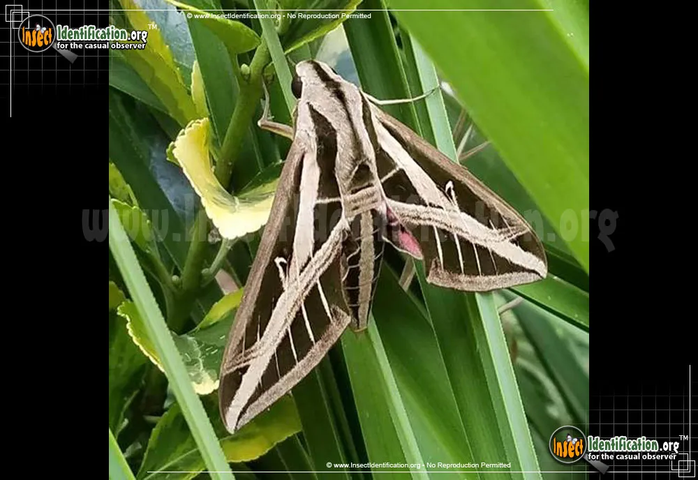 Banded Sphinx