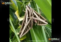 Banded Sphinx - photo 2