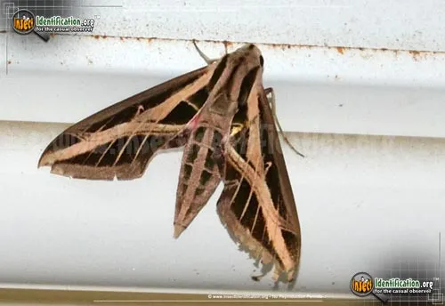 Banded Sphinx - photo 4