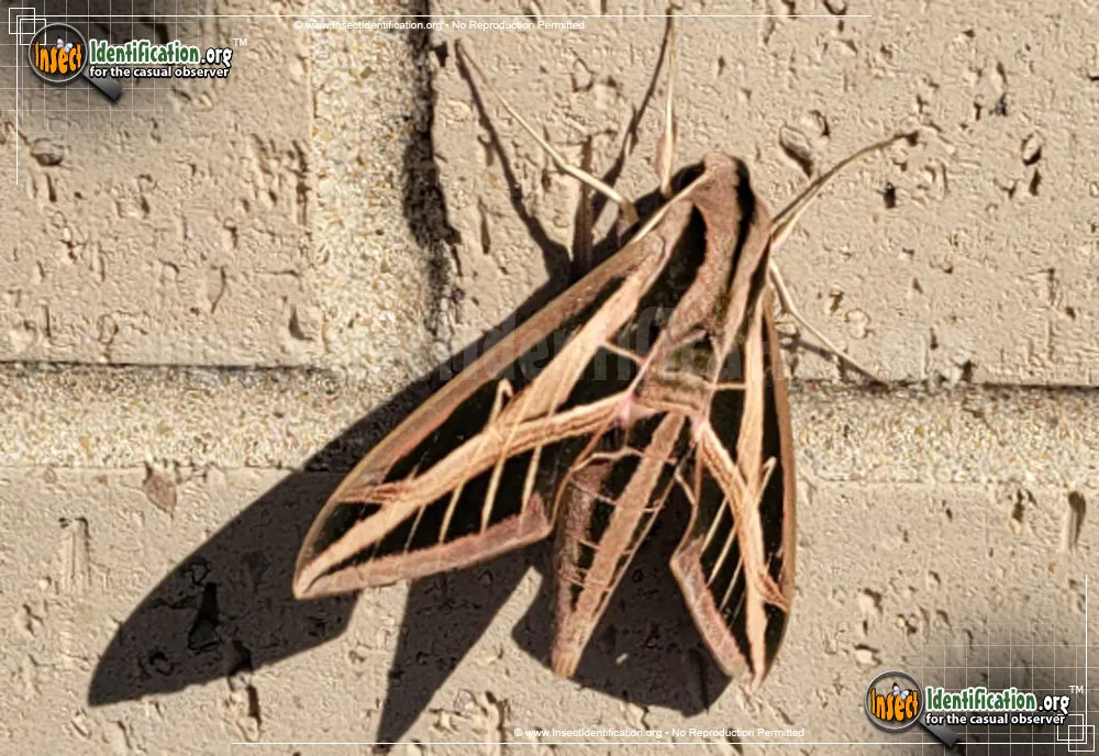 Banded Sphinx - photo 5
