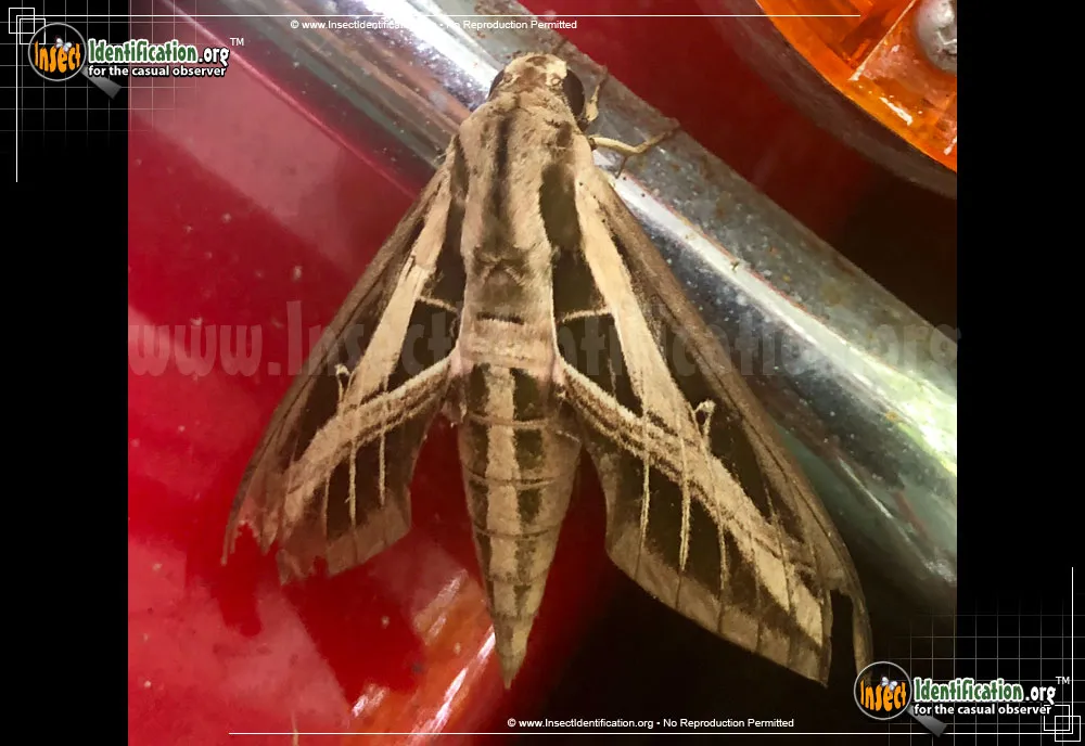 Banded Sphinx - photo 7