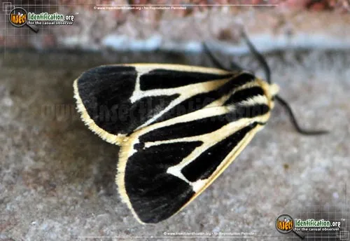 Banded Tiger Moth - photo 2